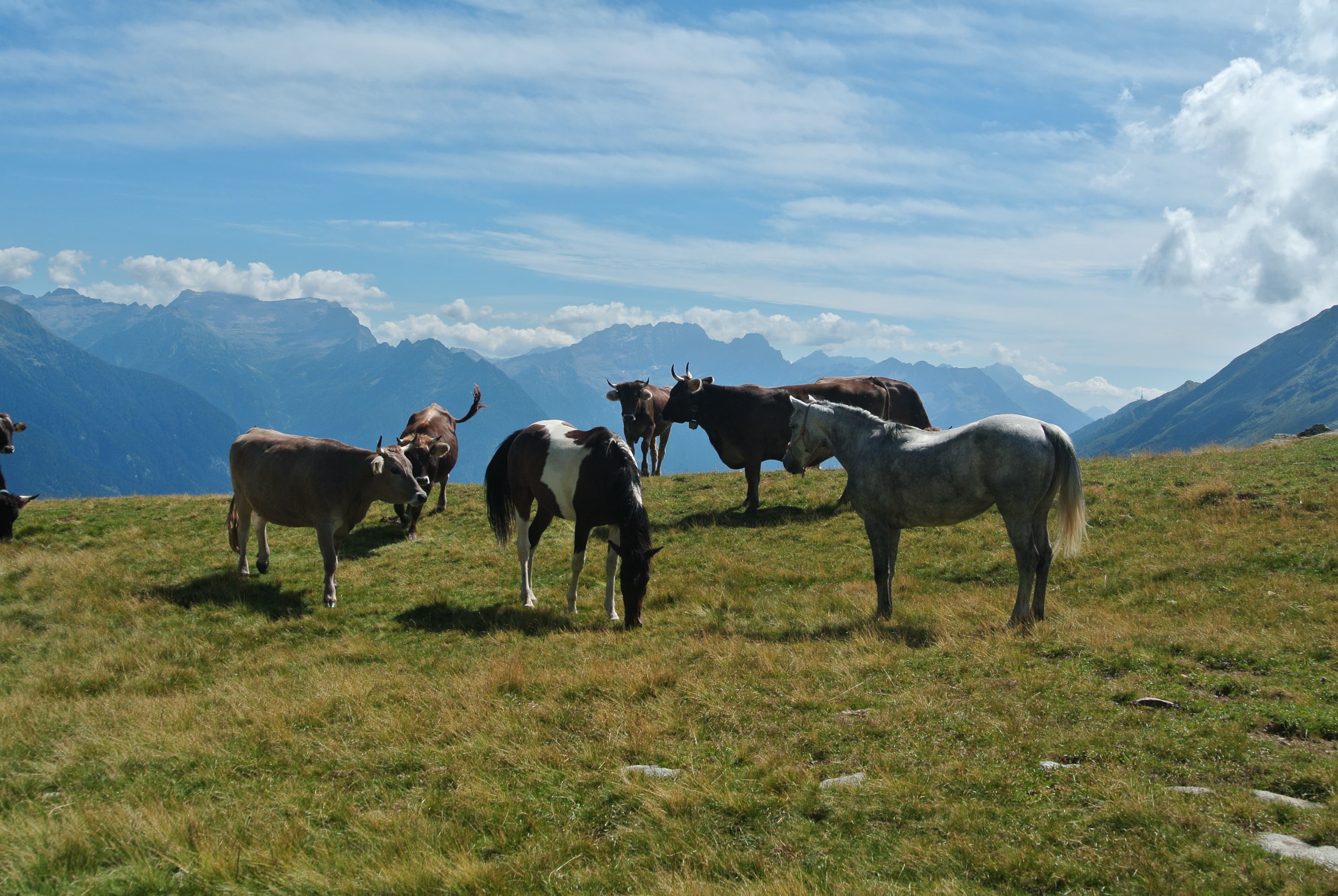 Horse photo 3