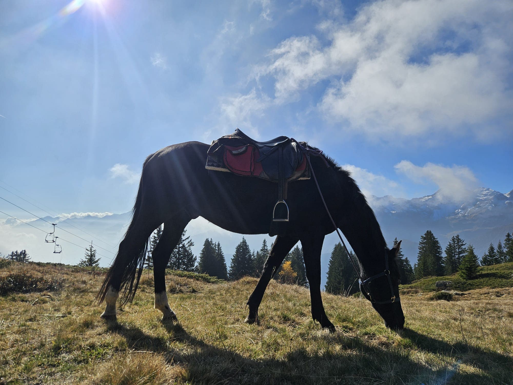 Horse photo 3