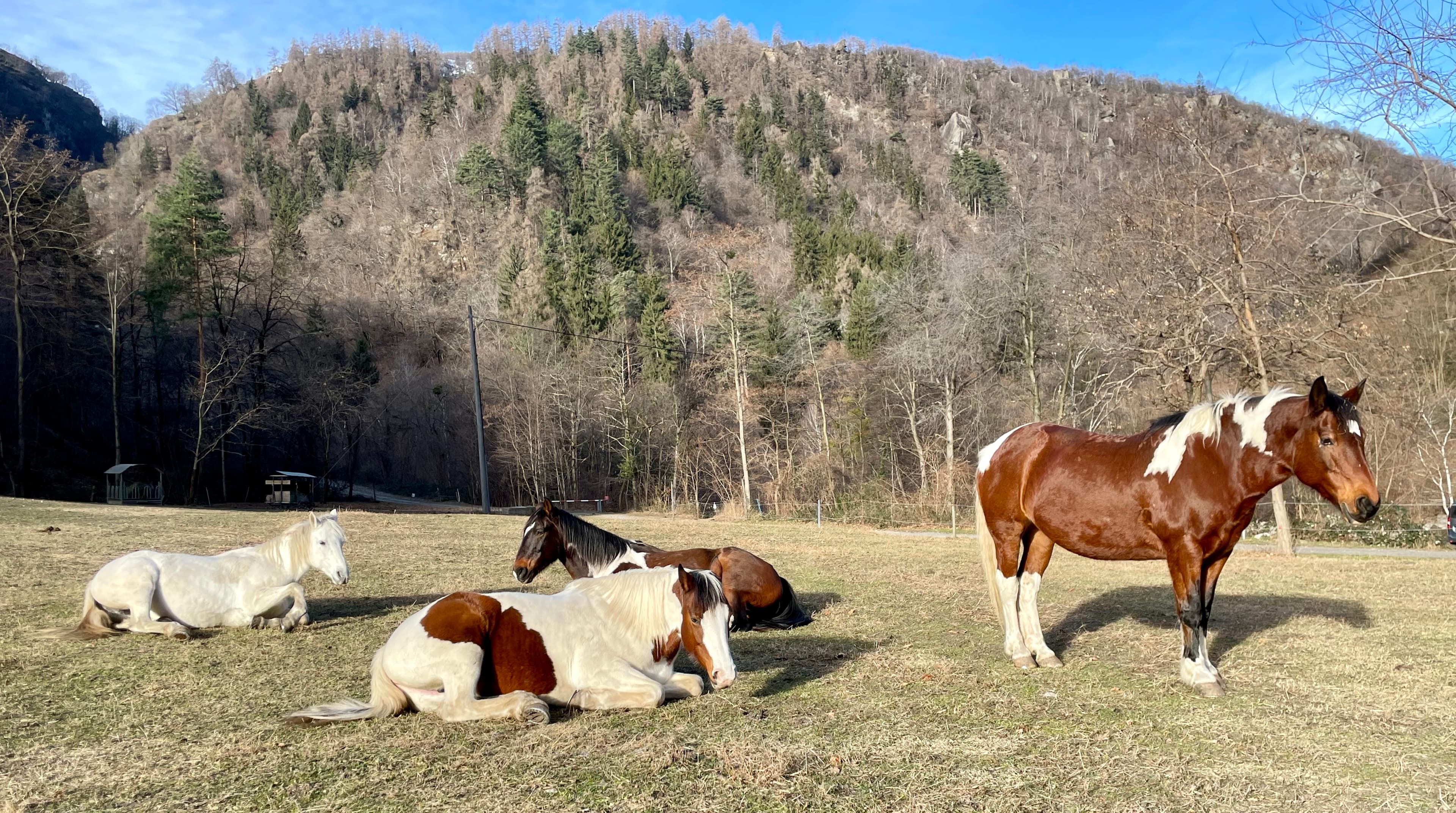 Horse photo 2