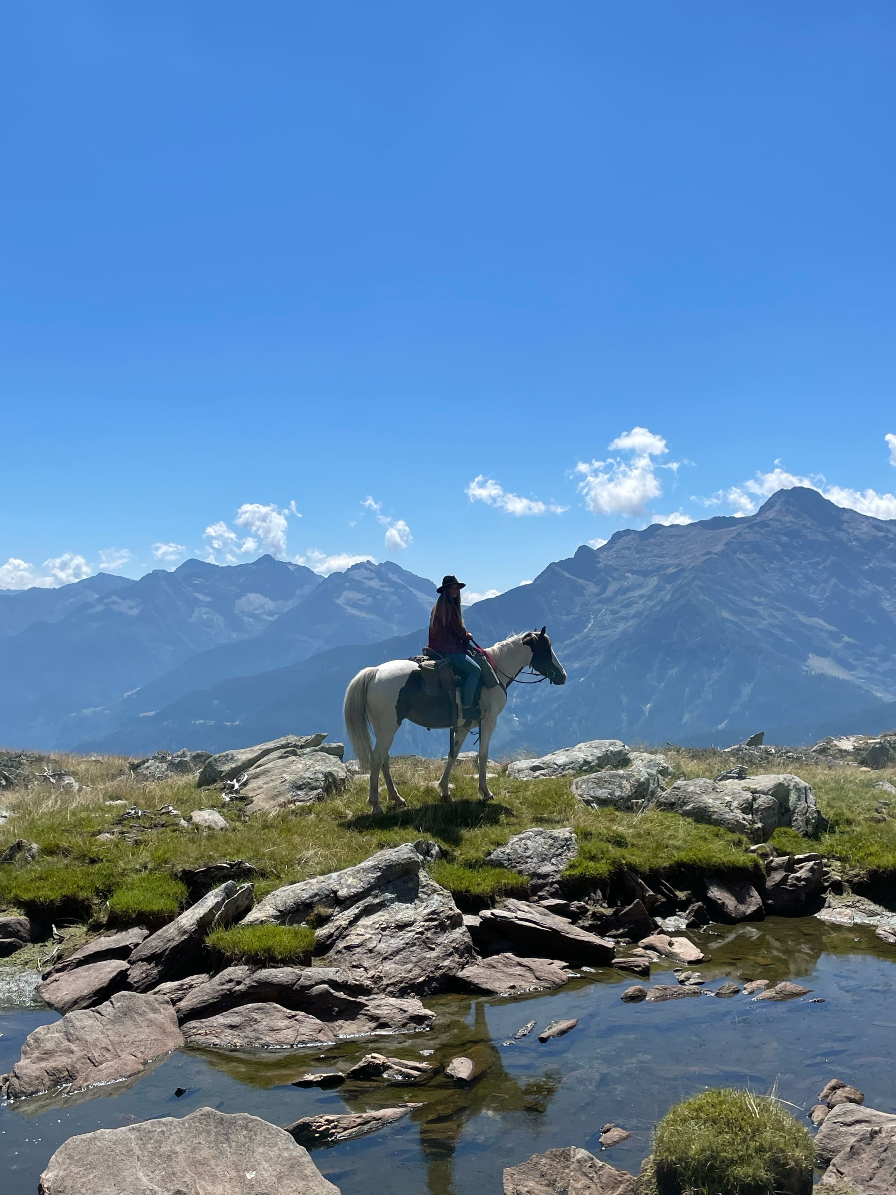 Horse photo 2